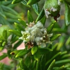 Phylica nitida .ambaville batard.(avec fleurs )rhamnaceae.endemique Reunion Maurice..P1850435.jpeg