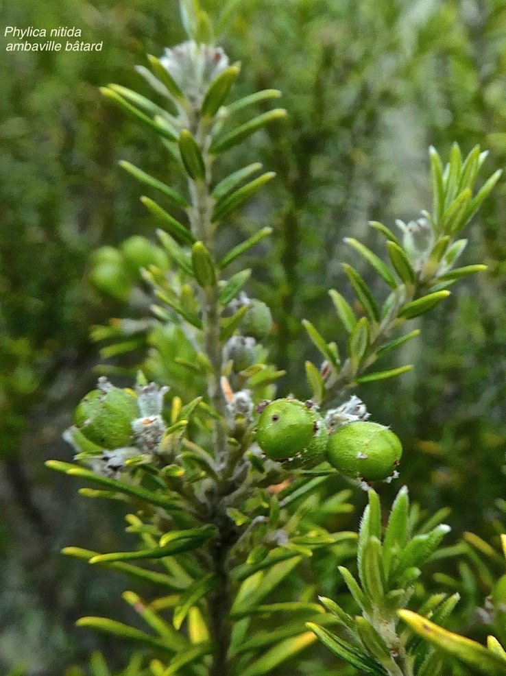 Phylica nitida.ambaville batard .(avec fruits ).rhamnaceae. endemique Reunion maurice .P1850428.jpeg
