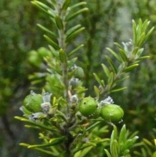 Phylica nitida.ambaville batard .(avec fruits ).rhamnaceae. endemique Reunion maurice .P1850428.jpeg