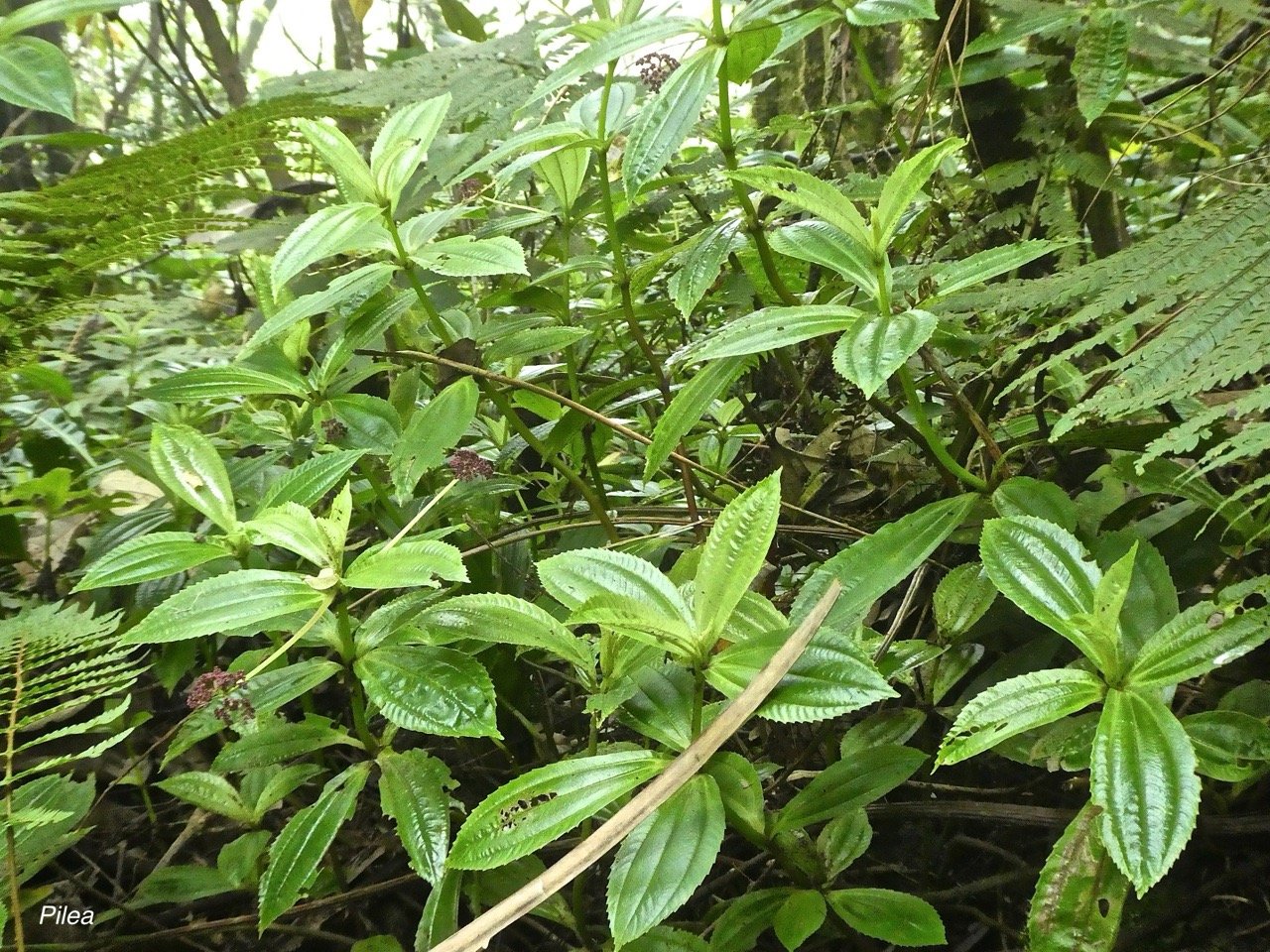 Pilea umbellata ? Pilea Lucens ? urticaceae.P1850289.jpeg