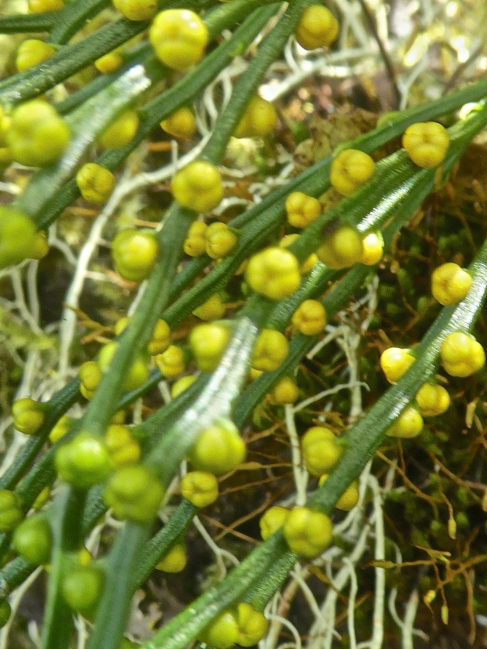 Psilotum nudum .fougere filao. psilotaceae. indigene Reunion.P1850084.jpeg
