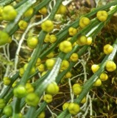 Psilotum nudum .fougere filao. psilotaceae. indigene Reunion.P1850084.jpeg