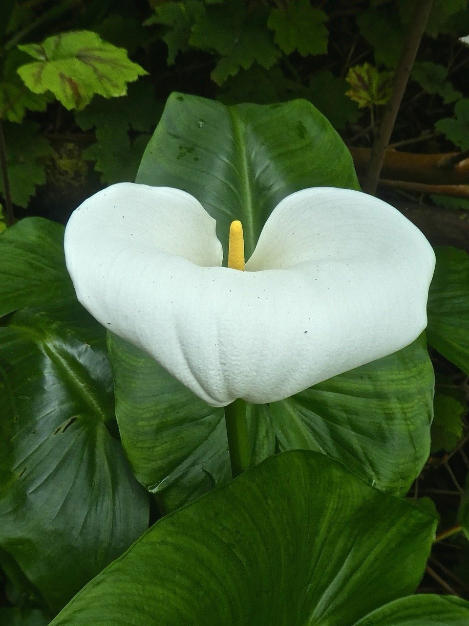 Zantedeschia aethiopica. arum d'Ethiopie. araceae.espece envahissante .P1850171.jpeg