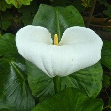 Zantedeschia aethiopica. arum d'Ethiopie. araceae.espece envahissante .P1850171.jpeg
