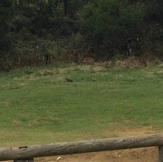 9. Francolin Camp Marron.png