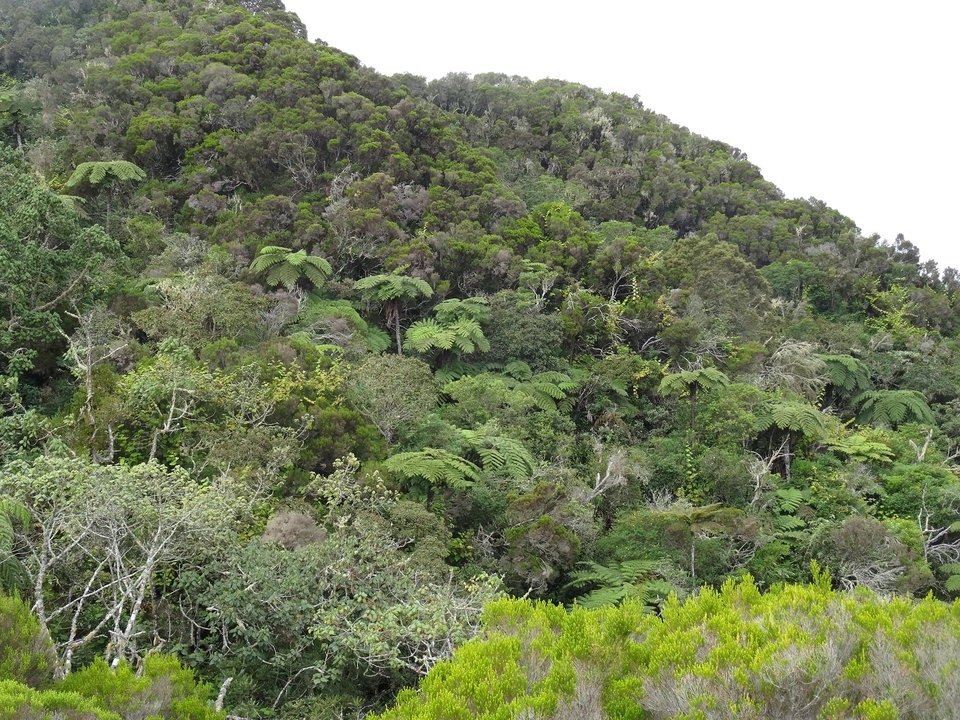 Foret sentier Bayonne.jpg