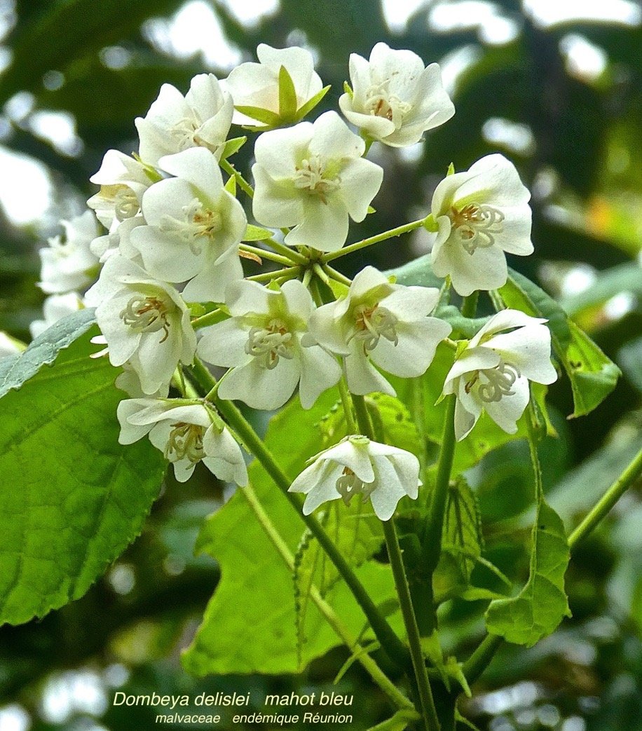 Dombeya delislei .mahot bleu.malvaceae.endémique Réunion P1580813