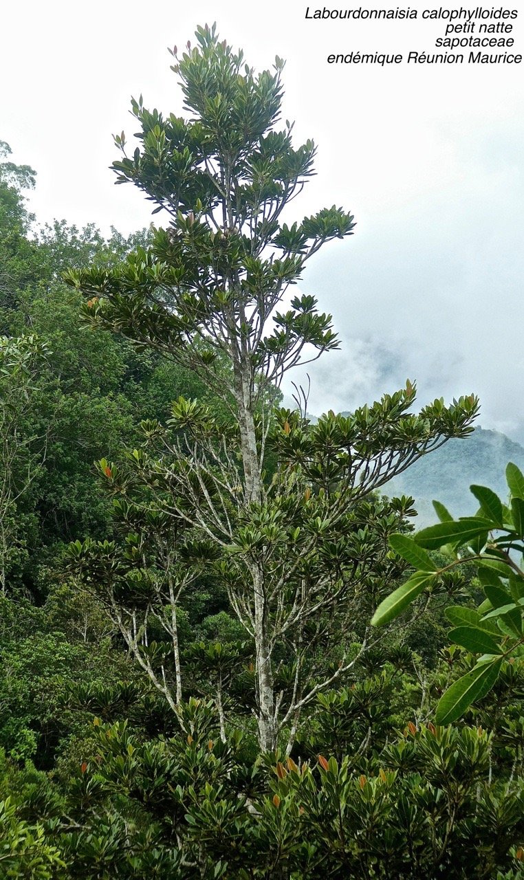 Labourdonnaisia calophylloides .petit natte . sapotaceae P1580715