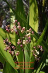 DSC_1575