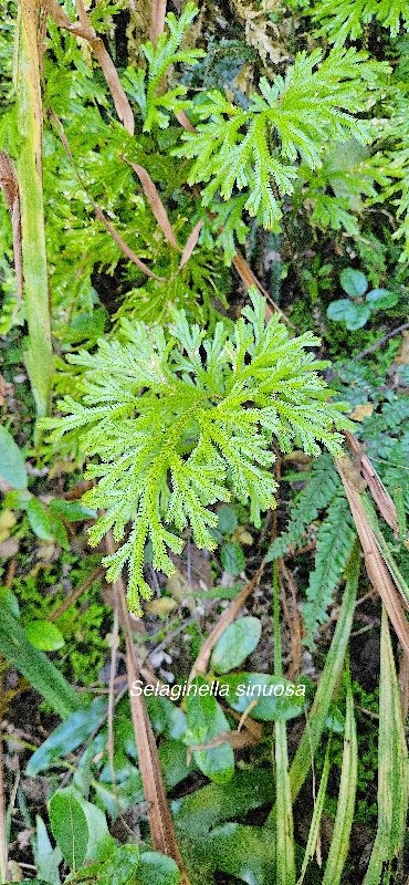 1 Selaginella sinuosa Selaginellaceae ENDEMIQUE LA REUNION