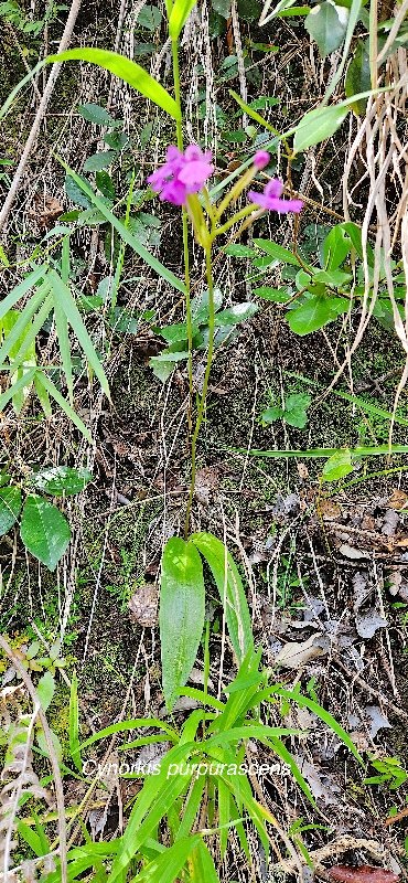 12 Cynorkis purpurascens Orchidaceae INDIGENE LA REUNION