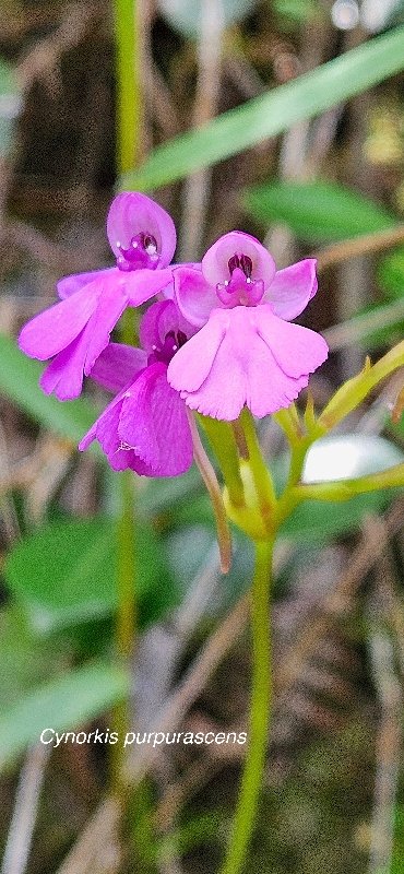 13 Cynorkis purpurascens Orchidaceae INDIGENE LA REUNION