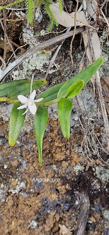 14 Angraecum ramosum Orchidaceae INDIGENE LA REUNION