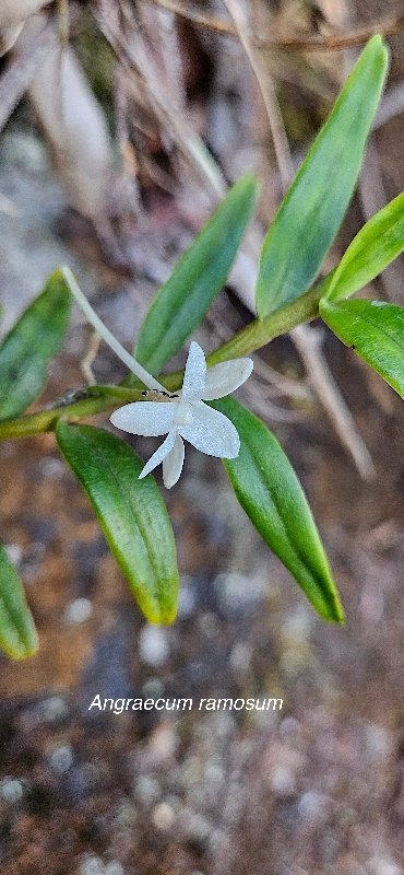 15 Angraecum ramosum Orchidaceae INDIGENE LA REUNION 
