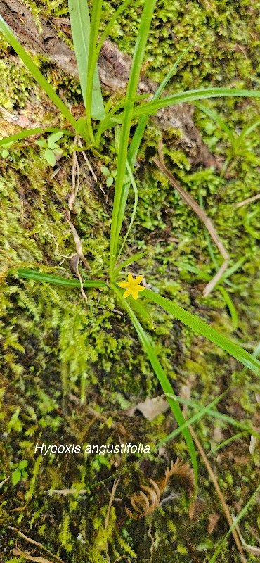 16 Hypoxis angustifolia Hypoxidaceae INDIGENE LA REUNION