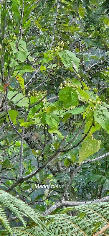 17 Dombeya delislei Mahot bleu Malvaceae ENDEMIQUE LA REUNION