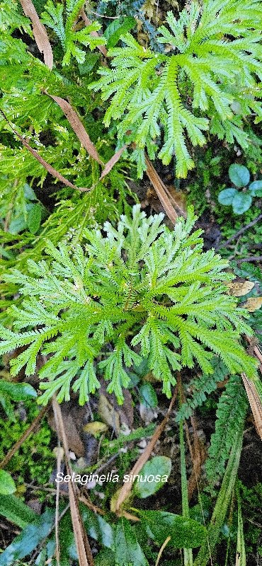 2 Selaginella sinuosa Selaginellaceae ENDEMIQUE LA REUNION