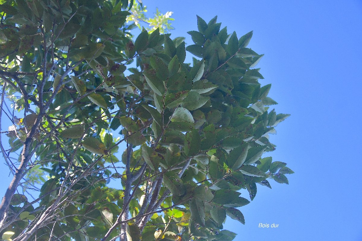 20 Securinega durissima Bois dur Phyllanthaceae INDIGENE LA REUNION