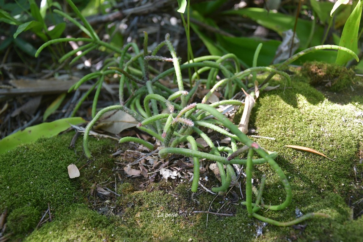 21 Rhipsalis baccifera La perle Cactaceae INDIGENE LA REUNION
