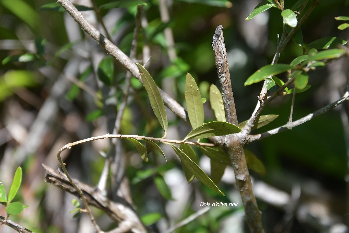 22 Olea cuspidata Bois d OLIVE noir Oleaceae INDIGENE LA REUNION