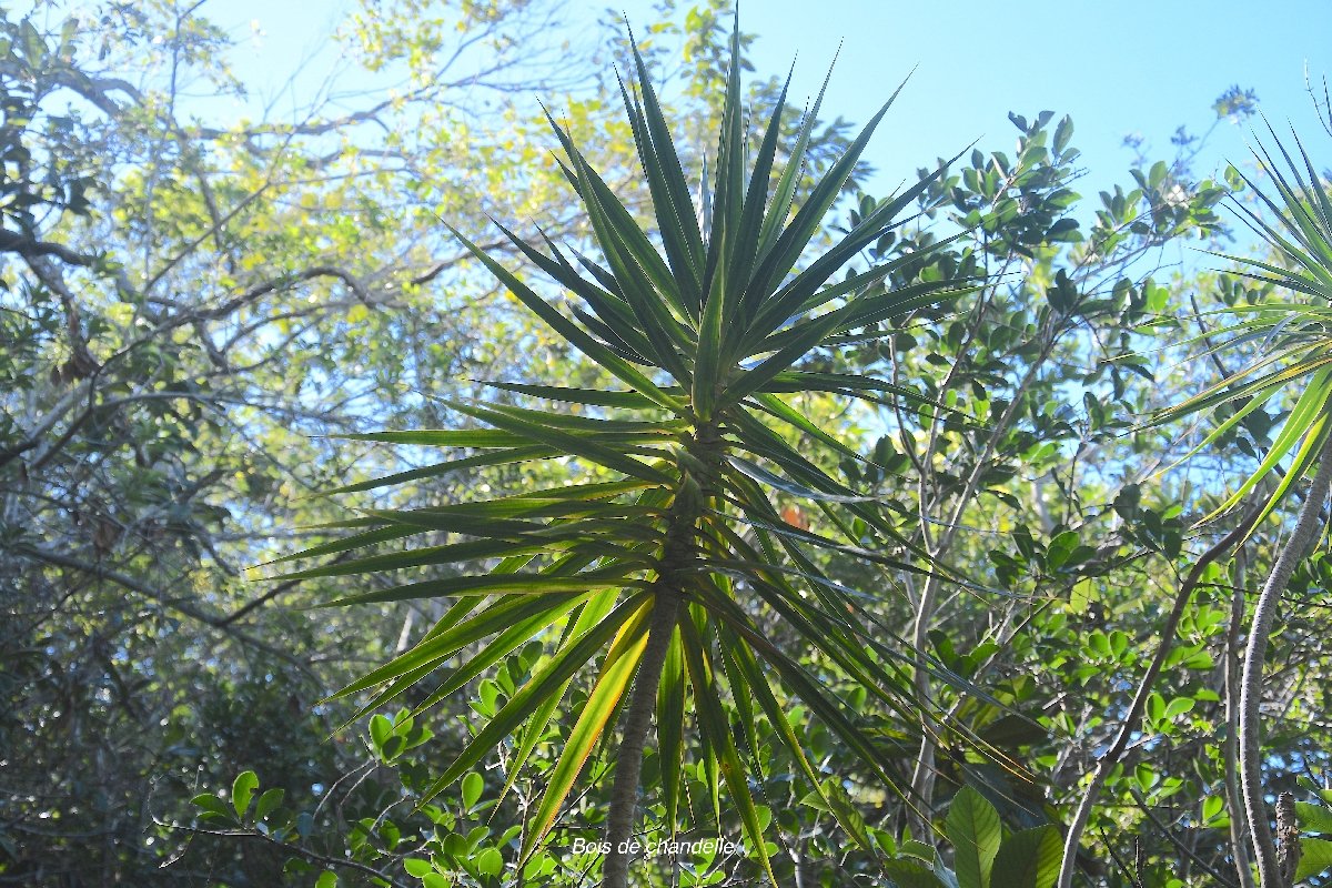 23 Dracaena reflexa Bois de chandelle Asparagaceae INDIGENE LA REUNION