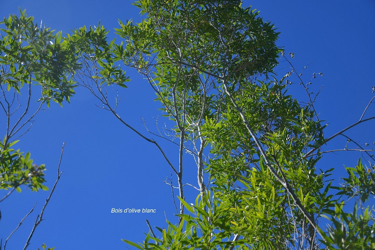 25 Olea lancea Bois d OLIVE blanc Oleaceae INDIGENE LA REUNION
