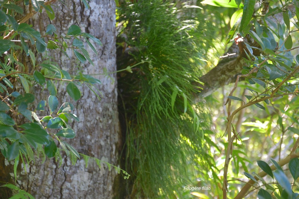 27 Psilotum nudum FOUGERE filao  Psilotaceae INDIGENE LA REUNION