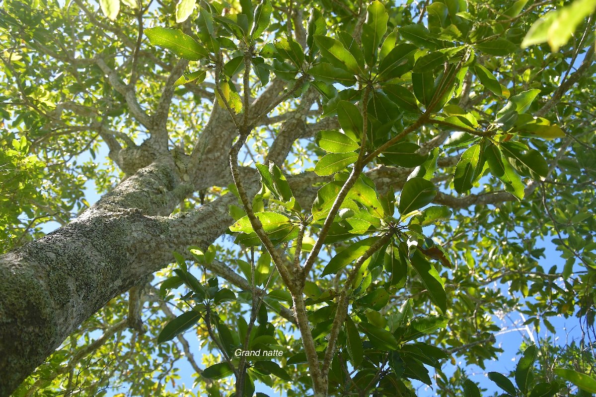 28 Mimusops balata Grand natte Sapotaceae ENDEMIQUE LA REUNION, MAURICE