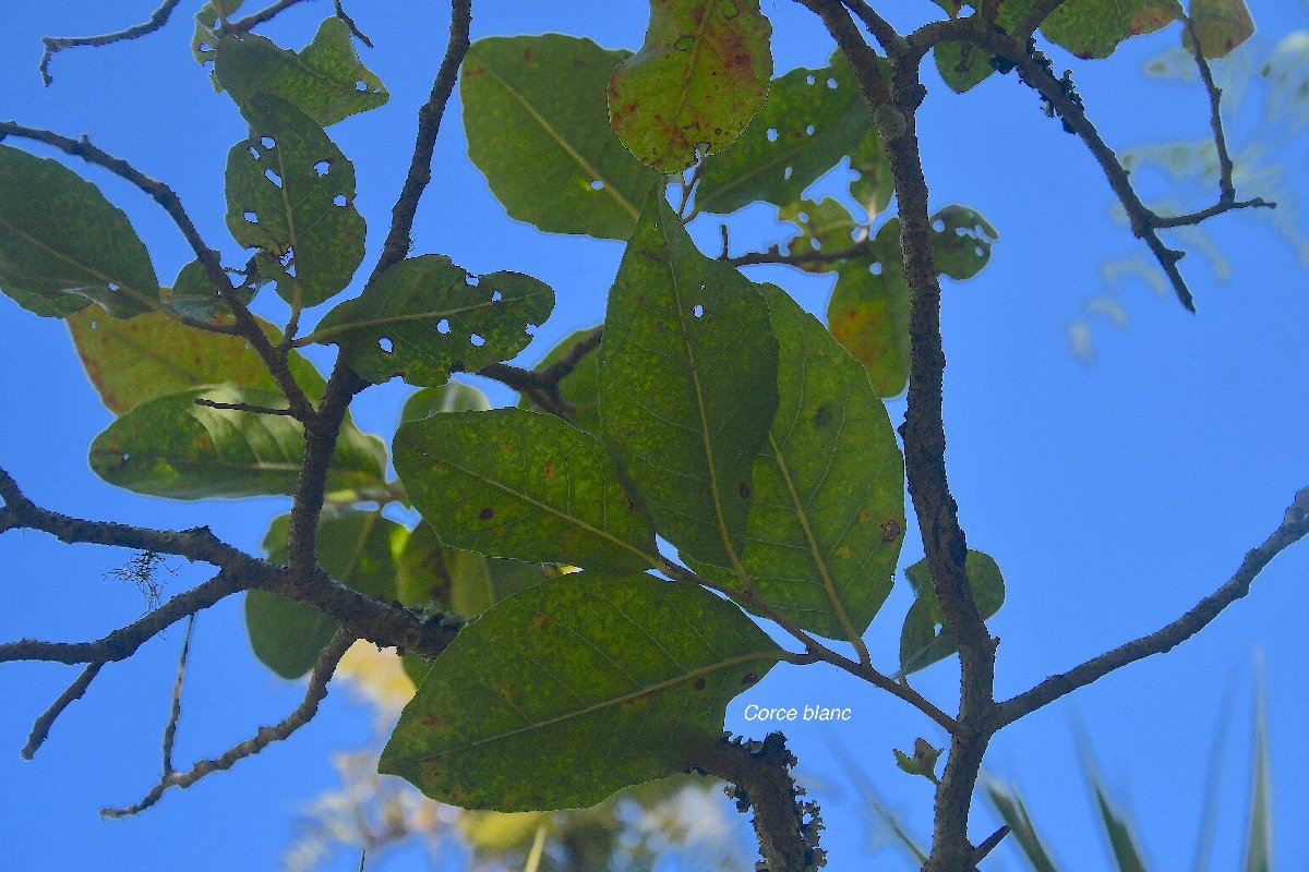 29 Homalium paniculatum Corce blanc Salicaceae ENDEMIQUE LA REUNION, MAURICE
