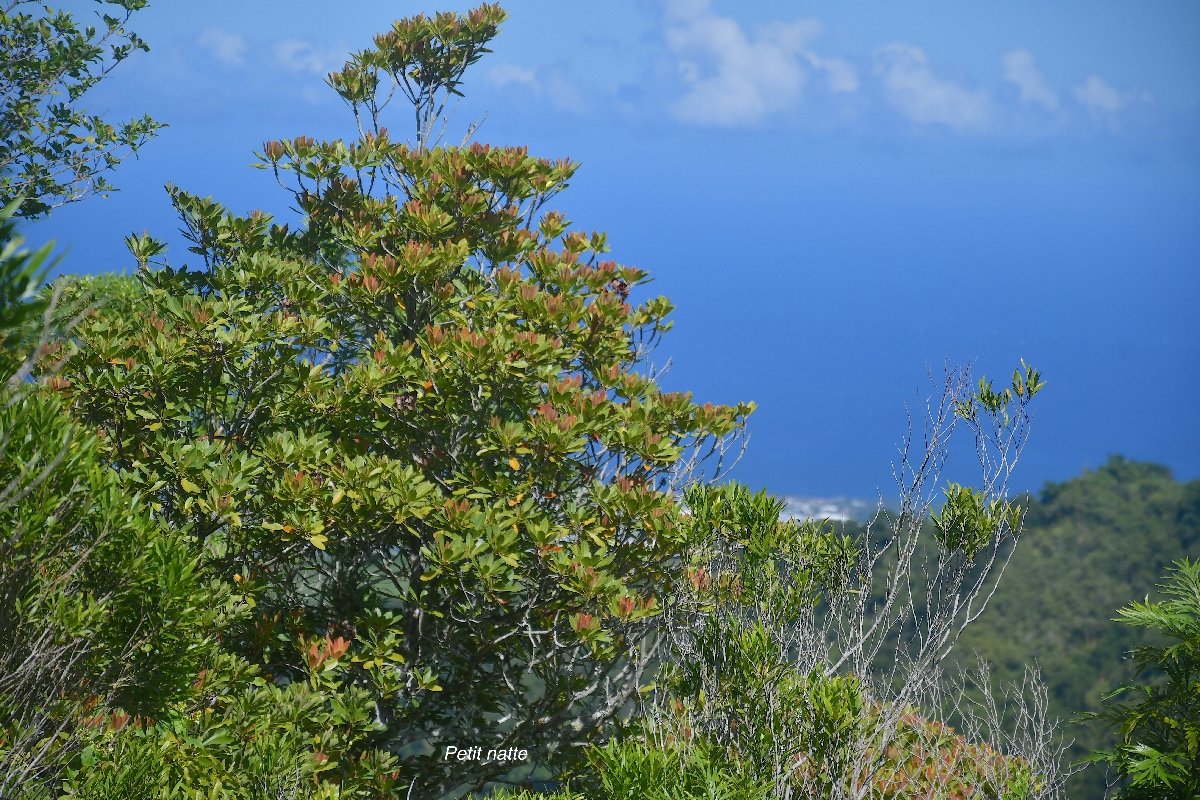 32 Labourdonnaisia calophylloides Petit natte Sapotaceae ENDEMIQUE LA REUNION, MAURICE