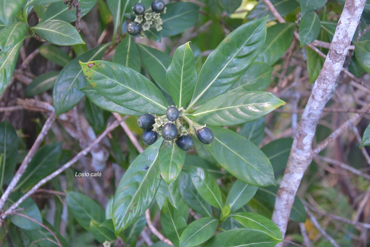 33 Gaertnera vaginata Losto CAFE Rubiaceae ENDEMIQUE LA REUNION 
