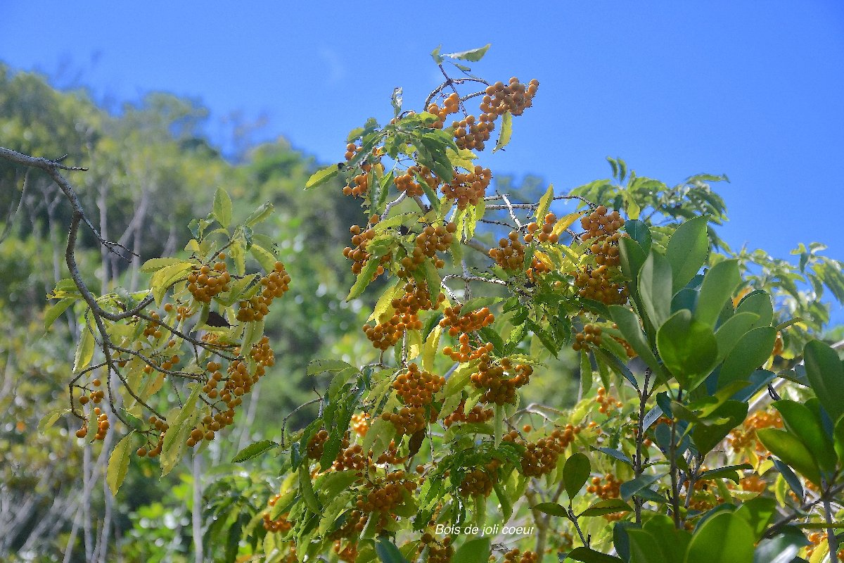 37 Pittosporum senacia Bois de joli coeur Pittosporaceae INDIGENE LA REUNION