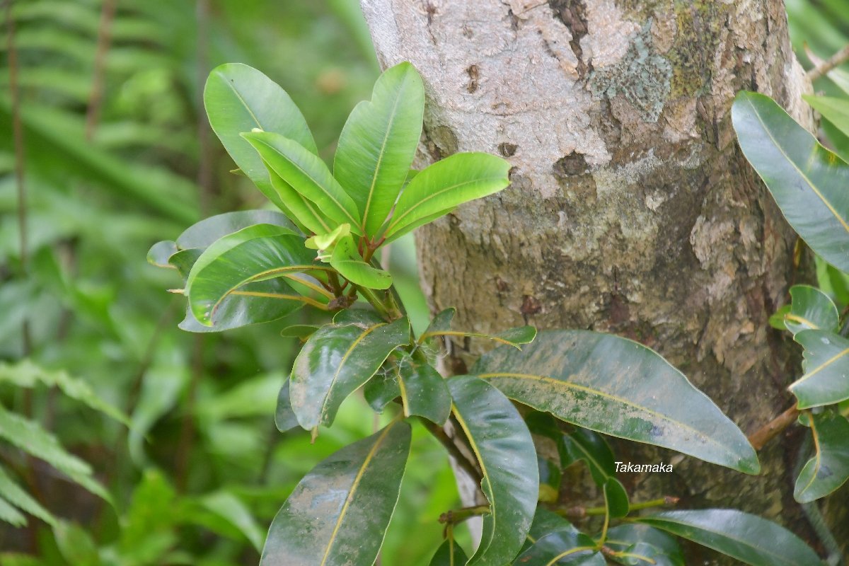 39 Calophyllum tacamahaca Takamaka Calophyllaceae ENDEMIQUE LA REUNION, MAURICE 