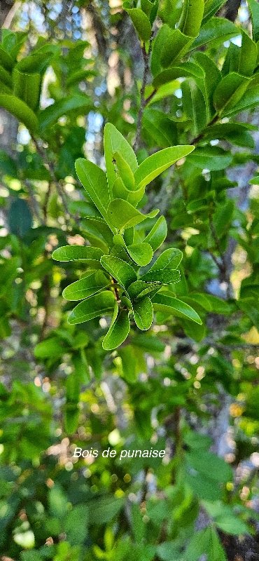 4 Grangeria borbonica Bois de punaise Chrysobalanaceae  ENDEMIQUE LA REUNION, MAURICE