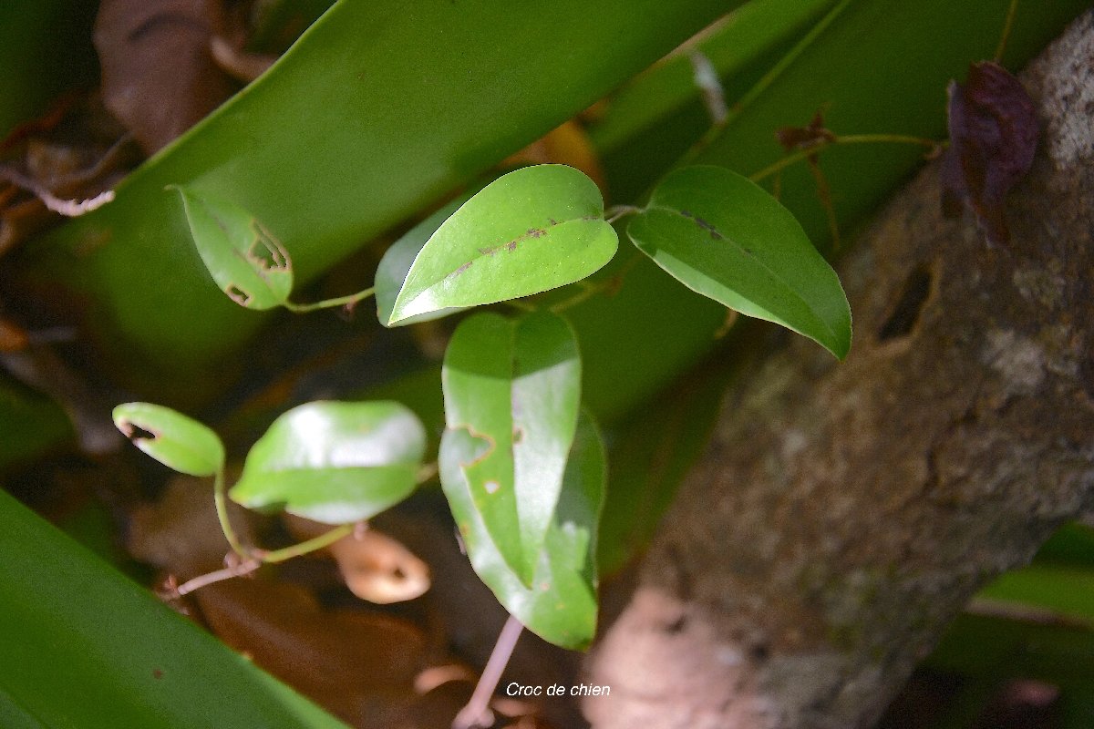 41 Smilax anceps Croc de chien Smilacaceae INDIGENE LA REUNION