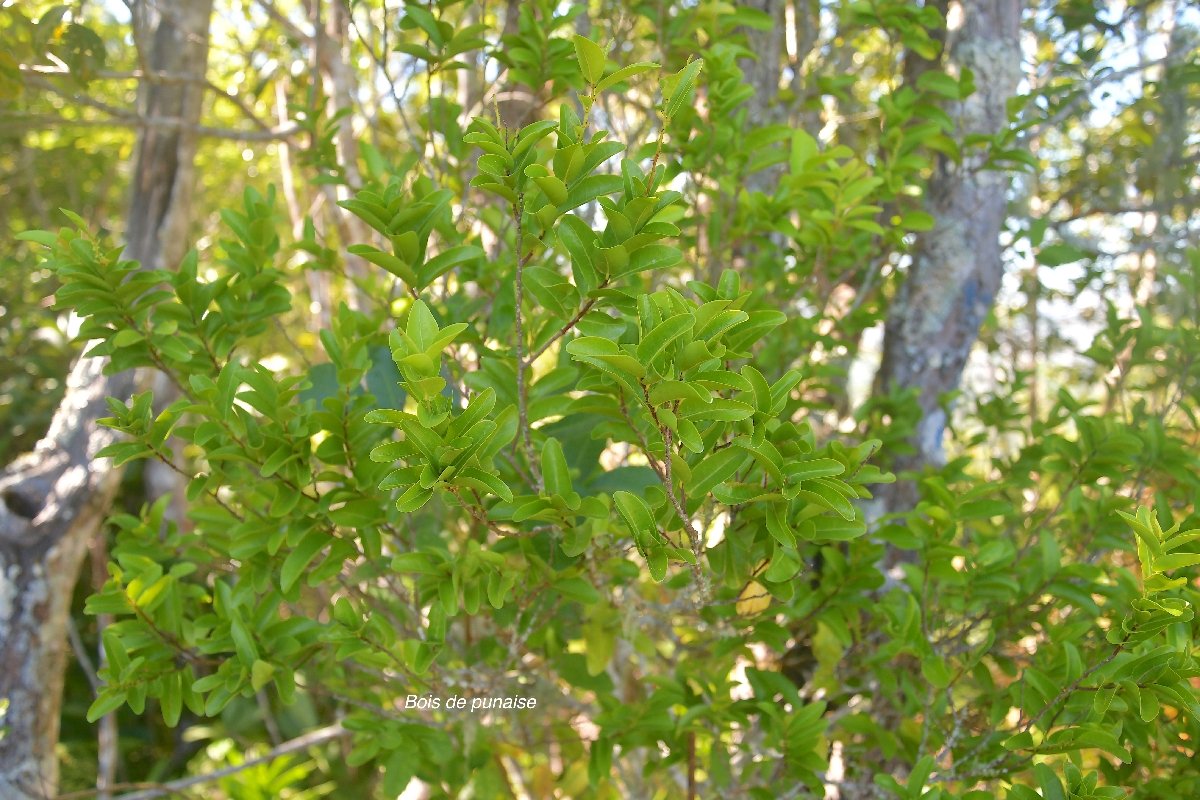 5 Grangeria borbonica Bois de punaise Chrysobalanaceae ENDEMIQUE LA REUNION, MAURICE