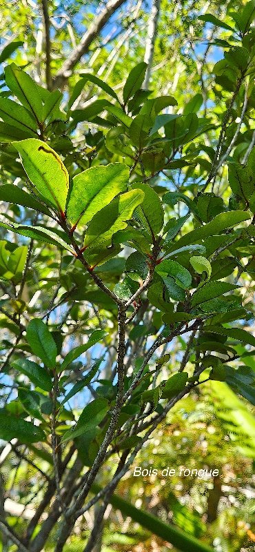 7 Erythroxylum sideroxyloides Bois de rongue Erythroxylaceae ENDEMIQUE LA REUNION, MAURICE