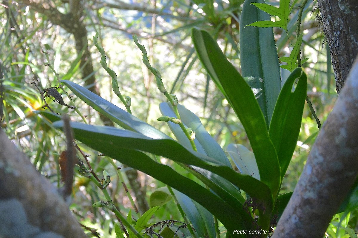 8 Angraecum eburneum Petite COMETE Orchidaceae INDIGENE LA REUNION