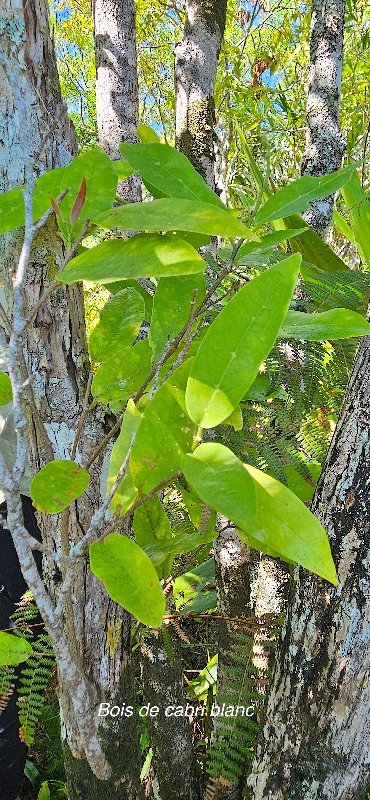 9 Antidesma madagascariense Bois de cabri blanc Phyllanthaceae INDIGENE LA REUNION