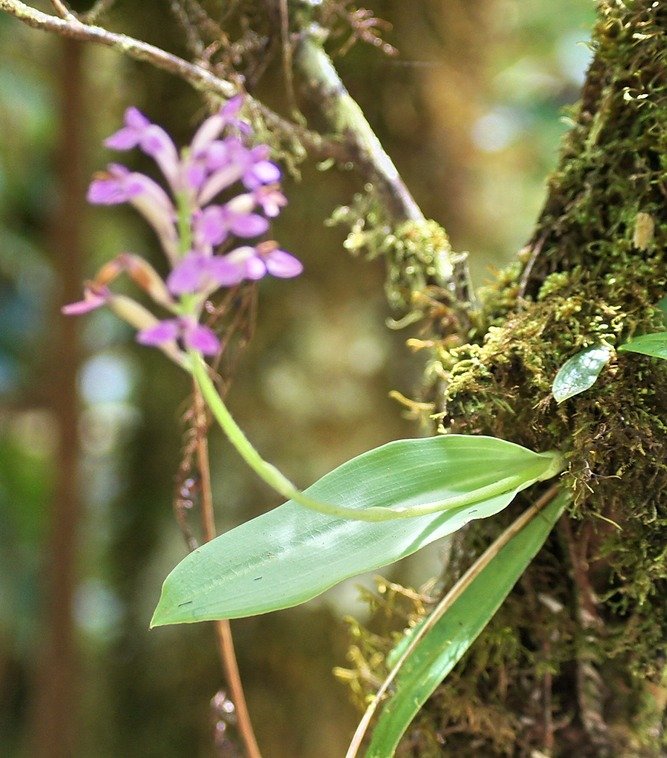 B- Arnottia mauritiana-5.jpg