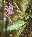 B- Arnottia mauritiana-5.jpg