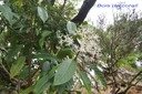 B- Bois de corail- Chassalia corallioides-RUBIACEAE-E.jpg