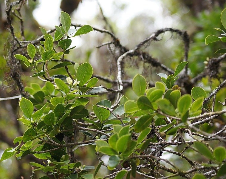B- Bois de Quivi -Turraea - MELIACEAE E.jpg