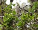 B- Bois de Quivi -Turraea - MELIACEAE E.jpg