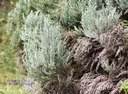 B- Branle blanc- Stoebe passerinoides- ASTERACEAE-E.jpg