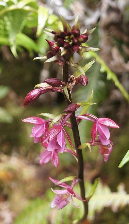 B- Calanthe-2.jpg