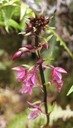 B- Calanthe-2.jpg