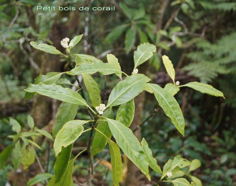 B- Chassalia gaertneroides-RUBIACEAE-E.jpg