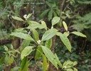 B- Chassalia gaertneroides-RUBIACEAE-E.jpg