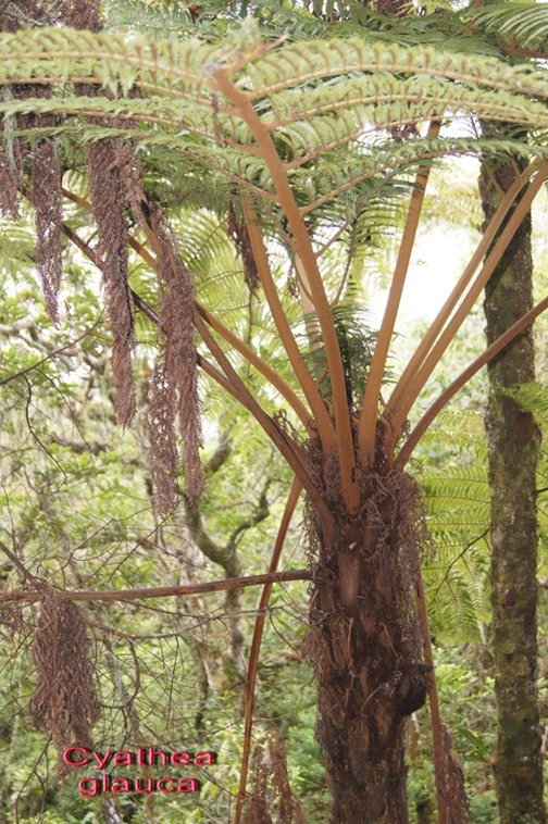 B- Foug�re femelle- Cyathea glauca-CYATHEACEAE-E.jpg